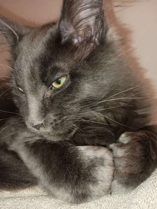 Queen Bean Maine Coons 12