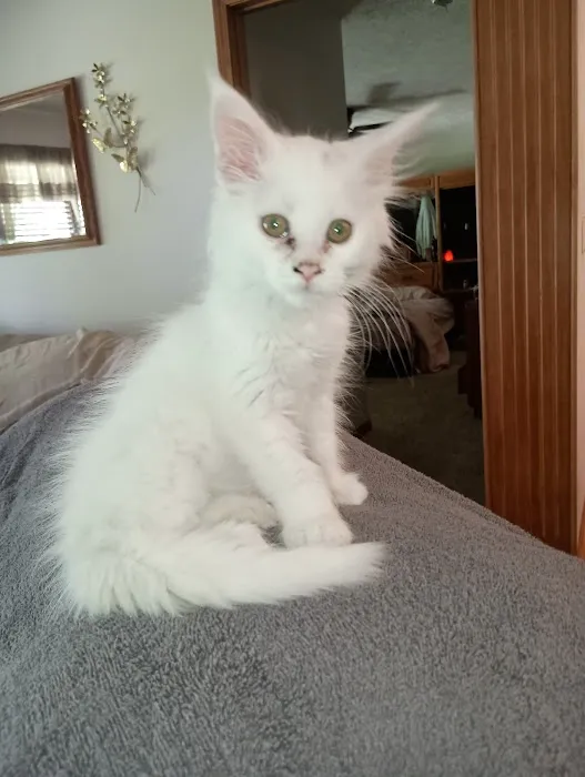 Queen Bean Maine Coons 12
