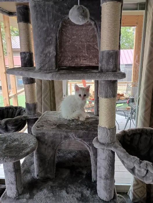 Queen Bean Maine Coons 12