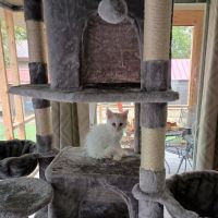 Queen Bean Maine Coons ico