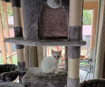 Queen Bean Maine Coons