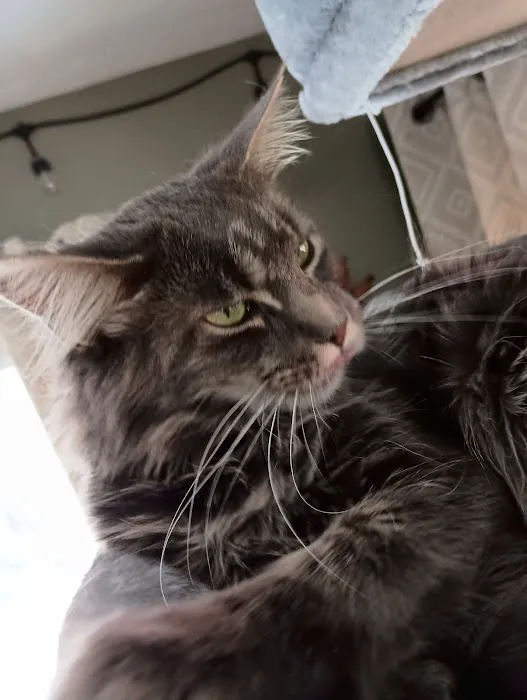 Queen Bean Maine Coons 12
