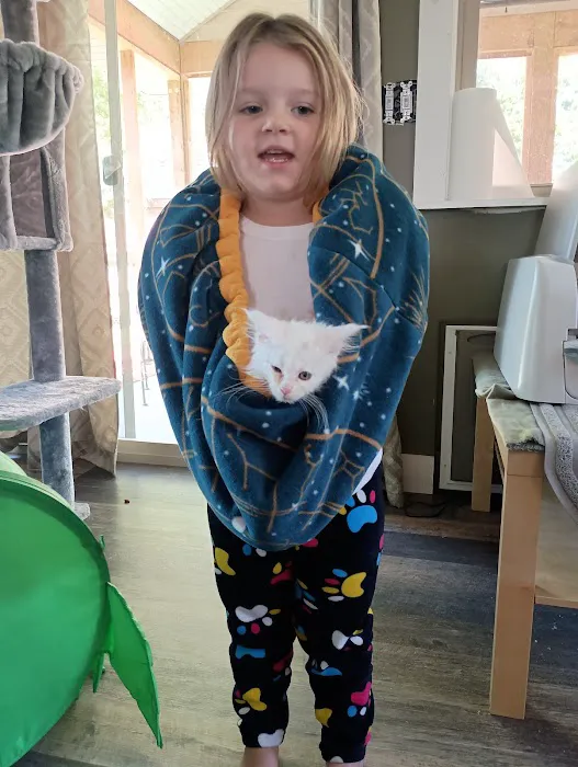 Queen Bean Maine Coons 12