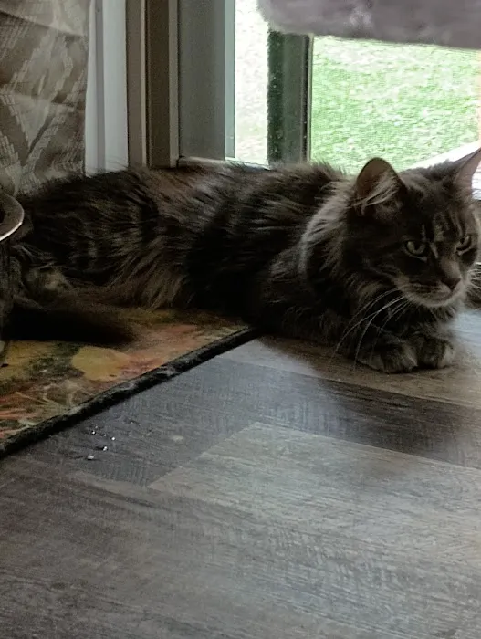 Queen Bean Maine Coons 12