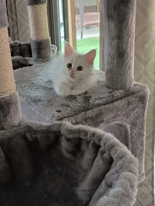 Queen Bean Maine Coons 12