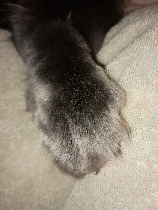 Queen Bean Maine Coons 12
