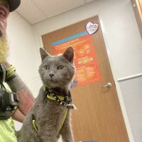 Animal Hospital of Martinsville ico