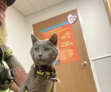 Animal Hospital of Martinsville