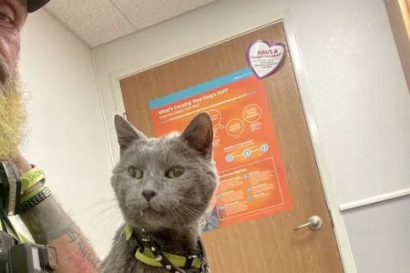 Animal Hospital of Martinsville