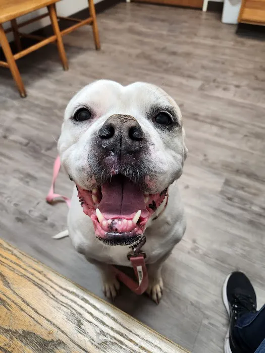 Animal Hospital of Martinsville 4