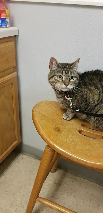 Animal Hospital of Martinsville 10