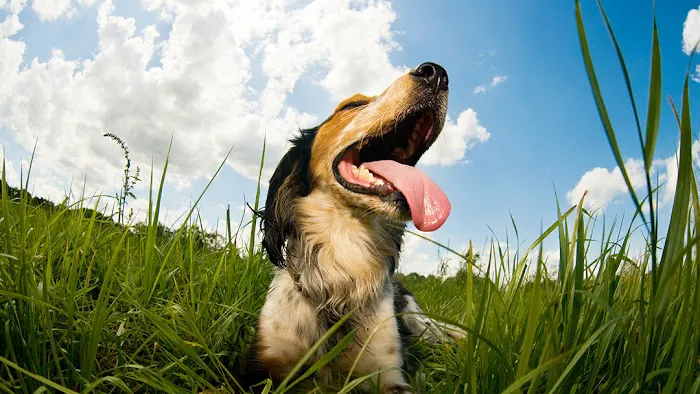 Arlington Heights Veterinary Hospital - North 12