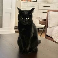Arlington Heights Veterinary Hospital - North ico