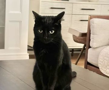 Arlington Heights Veterinary Hospital - North