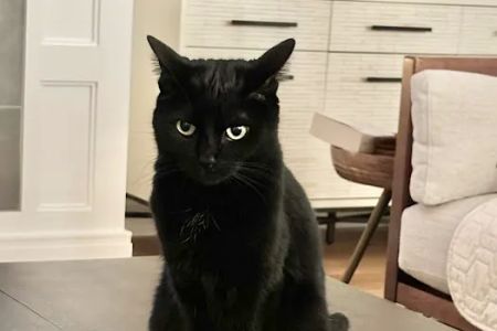 Arlington Heights Veterinary Hospital - North