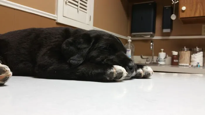 Arlington Heights Veterinary Hospital - North 12