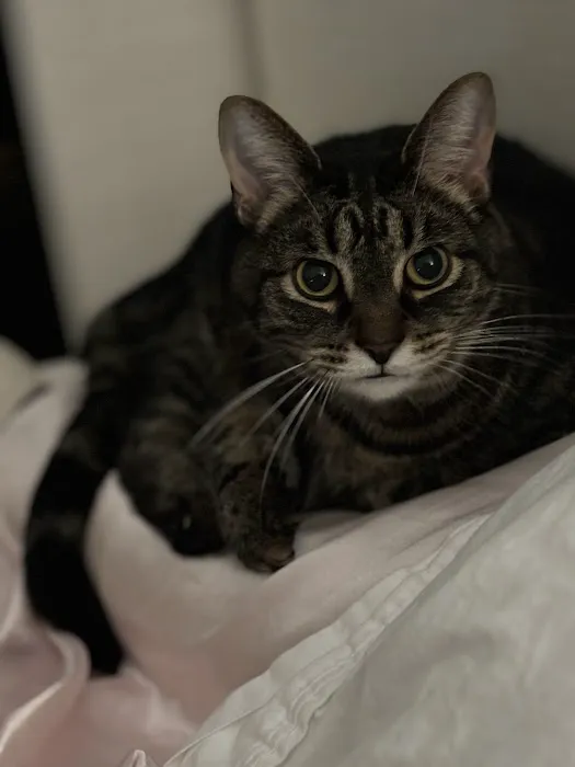 Arlington Heights Veterinary Hospital - North 12