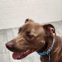 Town & Country Veterinary Clinic ico