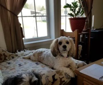 Noblesville Square Animal Clinic
