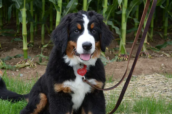 Noblesville Veterinary Clinic - Dr. Tim Fleck 12