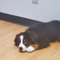 Covenant Animal Clinic - Centerville ico