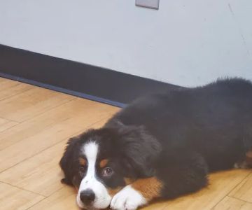 Covenant Animal Clinic - Centerville