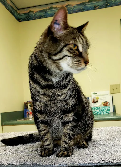 Evergreen Veterinary Hospital 5