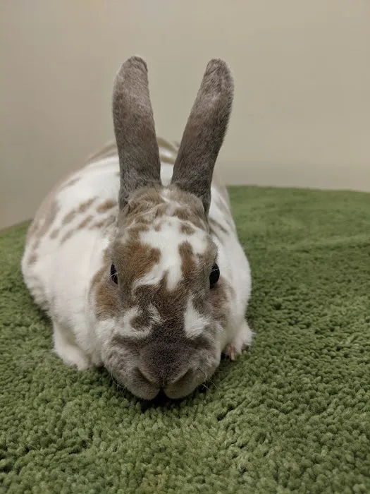 Evergreen Veterinary Hospital 8