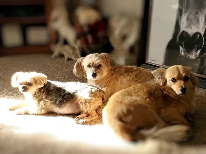 Dr. Sue's Animal Clinic 1
