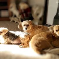 Dr. Sue's Animal Clinic ico