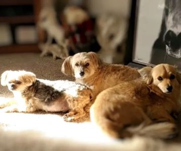 Dr. Sue's Animal Clinic