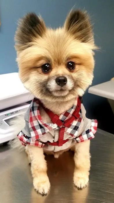 Far Hills Animal Clinic 9