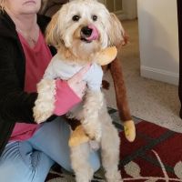 Miami Valley Animal Hospital ico