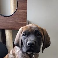 Heartland Vet Care ico