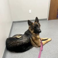 Ingalls Pet Wellness Clinic ico
