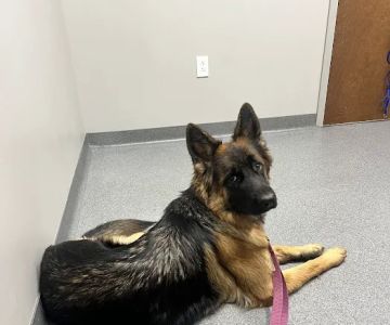 Ingalls Pet Wellness Clinic