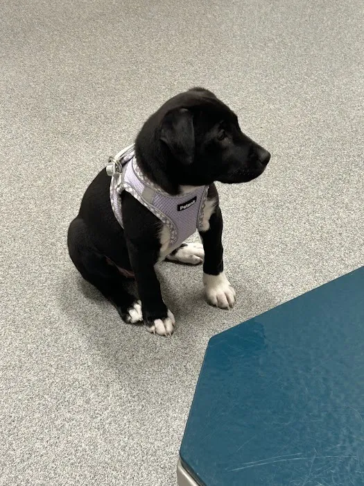 Ingalls Pet Wellness Clinic 2