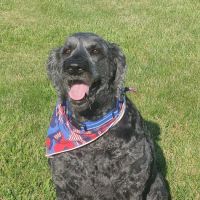 William A Doig Veterinary Clinic ico