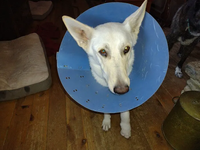 Animal Medical Hospital LLP 12