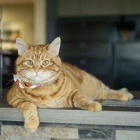 Animal Medical Hospital LLP ico