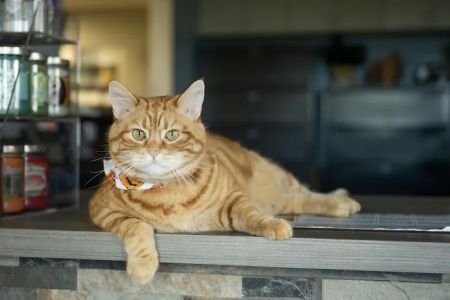 Animal Medical Hospital LLP