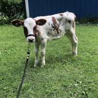 Crosby Veterinary Supplies ico