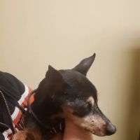 Columbus Animal Hospital ico