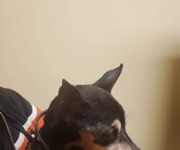 Columbus Animal Hospital