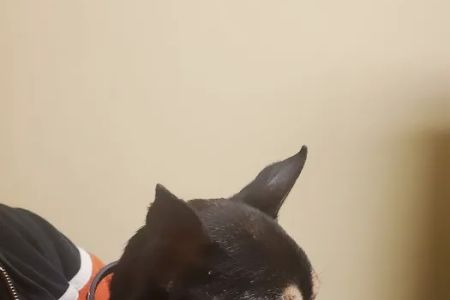 Columbus Animal Hospital