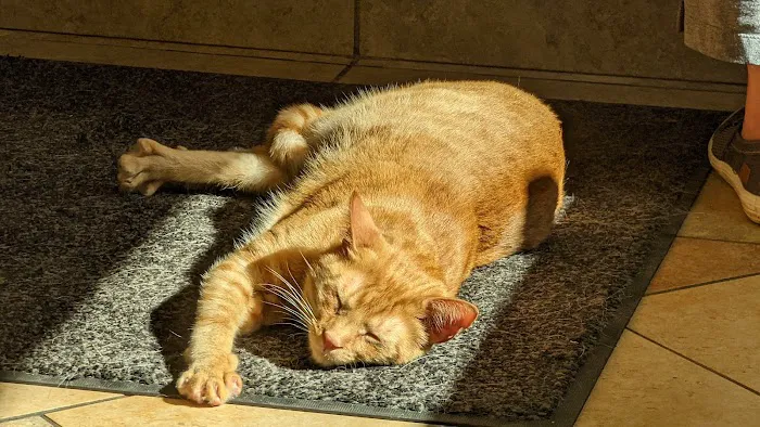 Columbus Animal Hospital 6