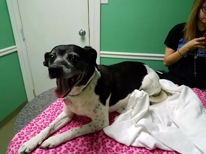 Athens Animal Clinic 1