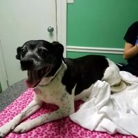 Athens Animal Clinic ico