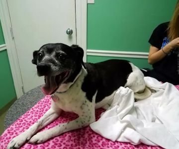 Athens Animal Clinic