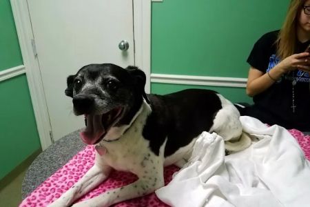 Athens Animal Clinic